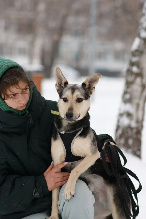 Собака Гуччи, Приют «Искра», Москва. Фото 11 из 12.