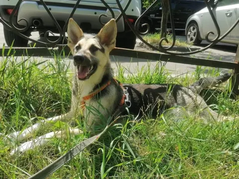 Айрис — собака Около 6 лет, Москва