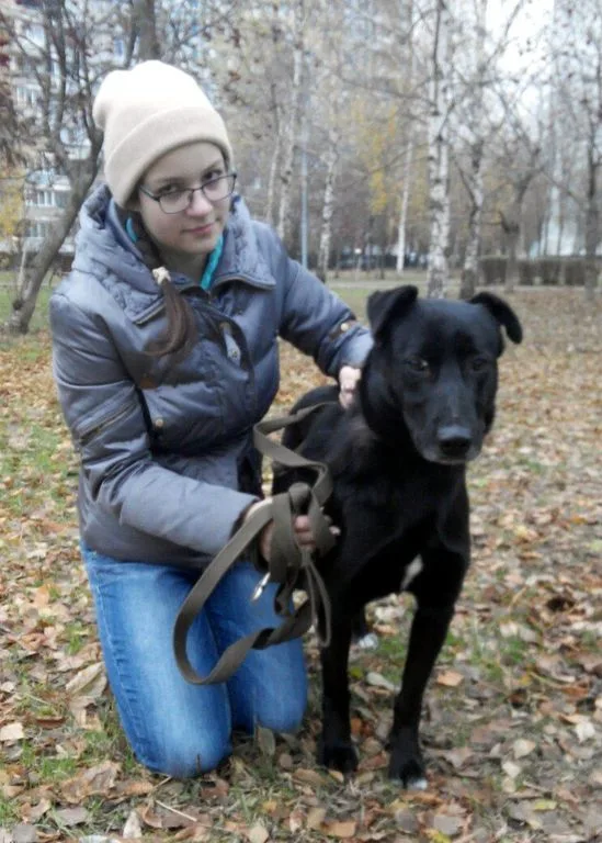 Собака Лариса, сука, Приют «Искра», Москва. Фото 3 из 9.