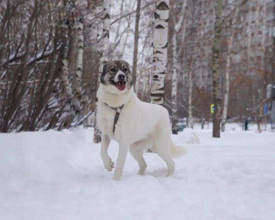 Собака Варя, сука, Приют «Искра», Москва. Фото 1 из 8.