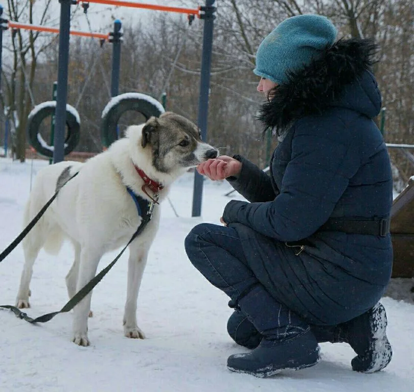 Собака Варя, сука, Приют «Искра», Москва. Фото 5 из 8.