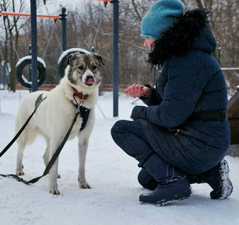 Собака Варя, сука, Приют «Искра», Москва. Фото 6 из 8.
