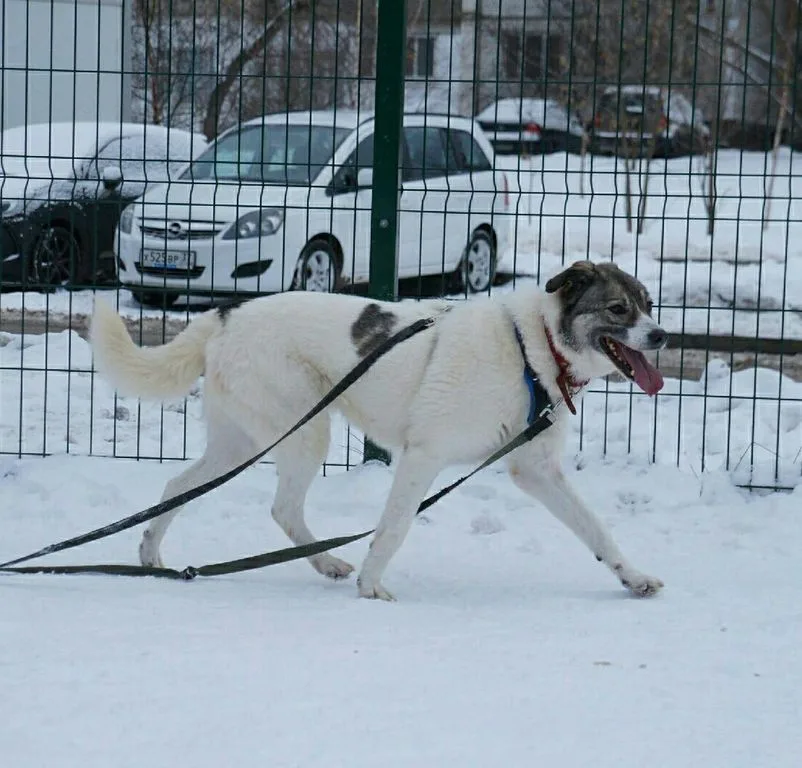 Собака Варя, сука, Приют «Искра», Москва. Фото 7 из 8.