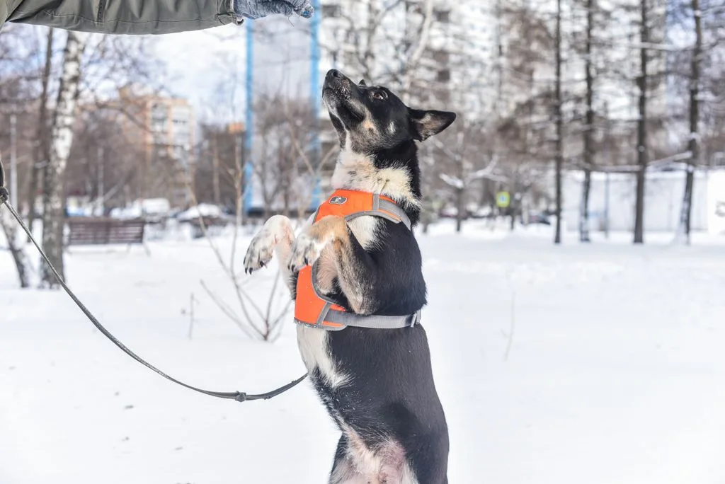 Собака Дина, сука, Приют «Искра», Москва. Фото 1 из 11.