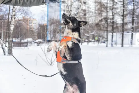 Дина — собака Около 6 лет, Москва