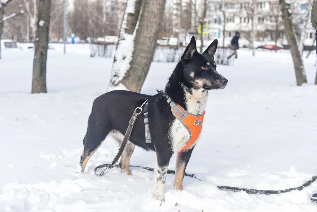 Собака Дина, сука, Приют «Искра», Москва. Фото 5 из 11.