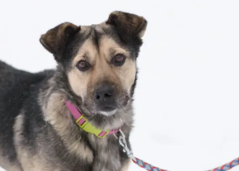 Лютик — собака Около 4 лет, Москва