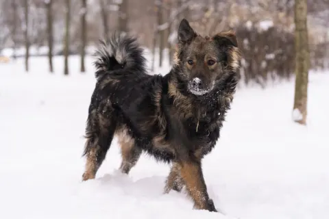 Кекс — собака Около 3 лет, Москва