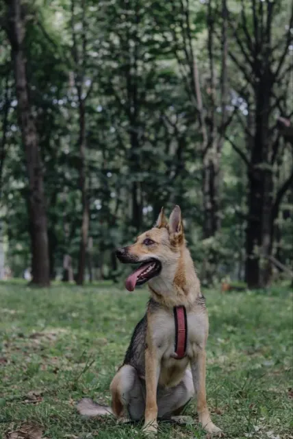 Астра — собака Около 3 лет, Москва