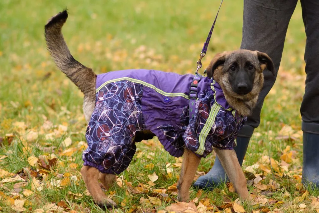Собака Баффи, сука, Приют «Искра», Москва. Фото 3 из 5.
