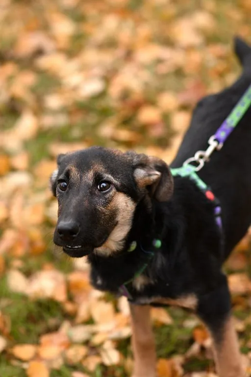 Собака Дейзи, сука, Приют «Искра», Москва. Фото 5 из 5.