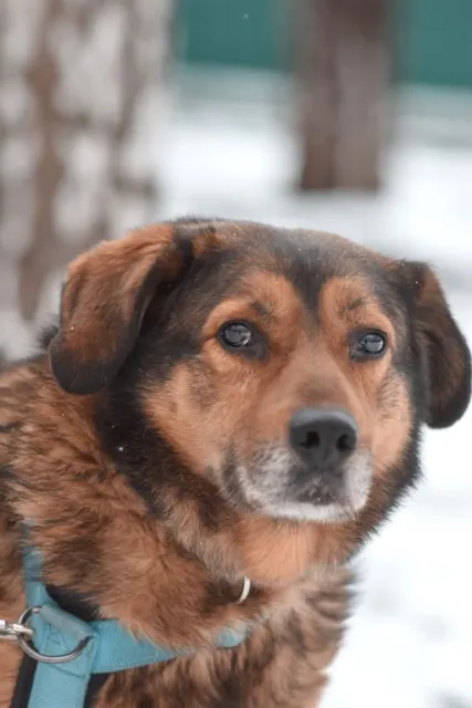 Мускат — собака Около 10 лет, Москва