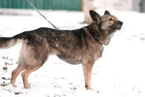 Джекки — собака Около 8 лет, Москва