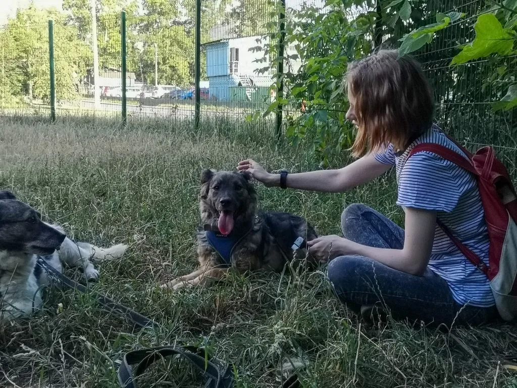 Собака Айва, сука, Приют «Искра», Москва. Фото 1 из 6.