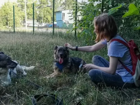 Айва — собака Около 5 лет, Москва