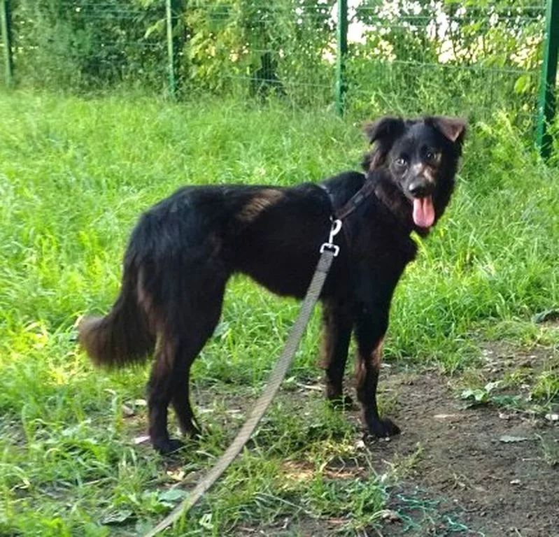 Собака Герцогиня, сука, Приют «Искра», Москва. Фото 1 из 6.