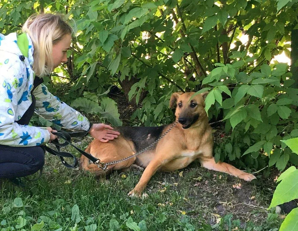 Собака Алиса, сука, Приют «Искра», Москва. Фото 3 из 5.
