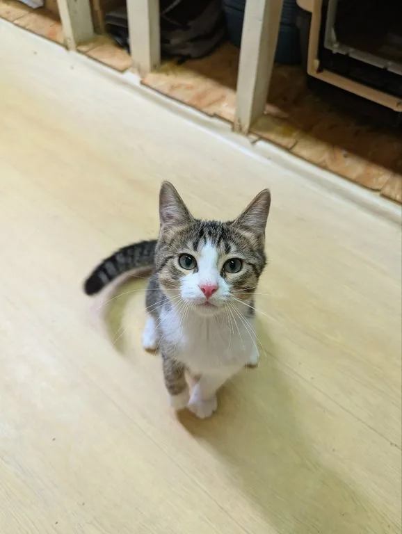 Котенок Тиша, Приют «Искра», Москва. Фото 2 из 10.