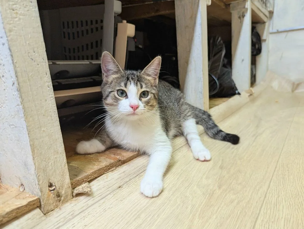 Котенок Тиша, Приют «Искра», Москва. Фото 6 из 10.