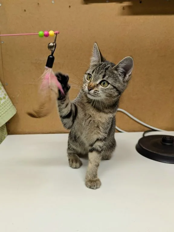 Котенок Липа, кошка, Приют «Искра», Москва. Фото 2 из 10.