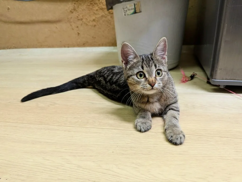 Котенок Липа, кошка, Приют «Искра», Москва. Фото 3 из 10.