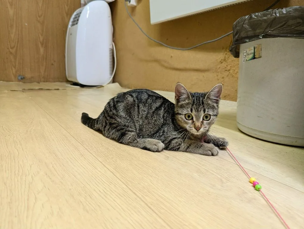 Котенок Липа, кошка, Приют «Искра», Москва. Фото 4 из 10.