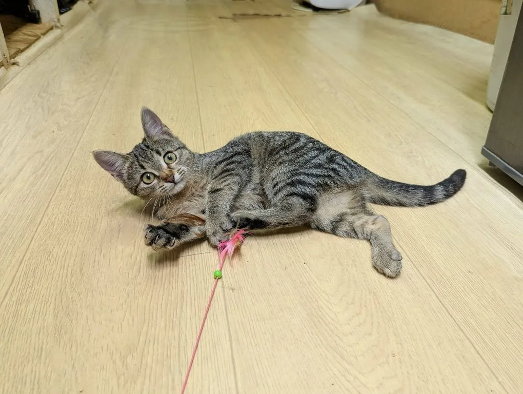 Котенок Липа, кошка, Приют «Искра», Москва. Фото 5 из 10.