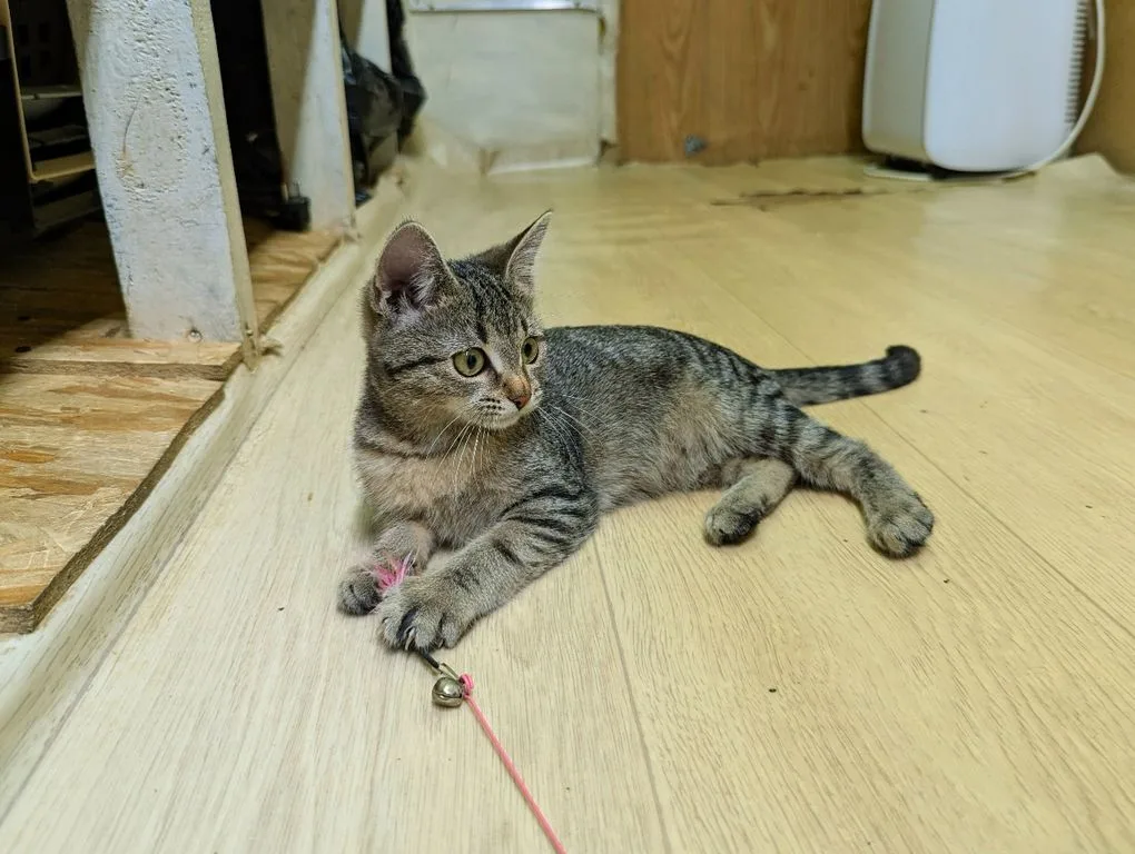 Котенок Липа, кошка, Приют «Искра», Москва. Фото 6 из 10.