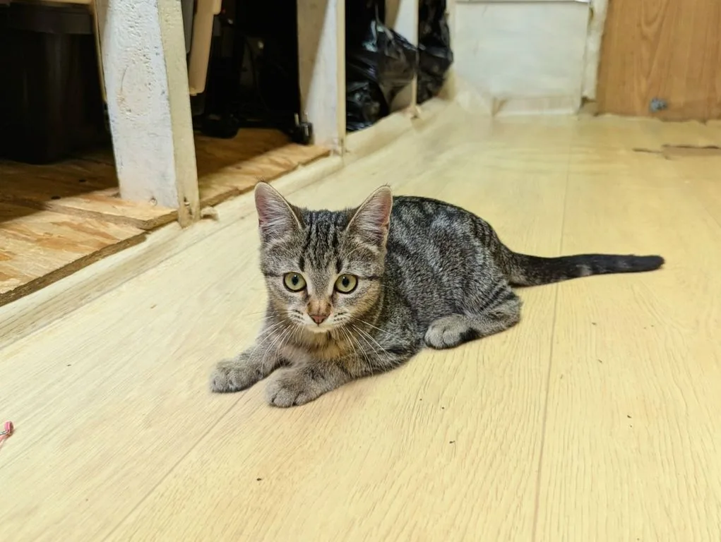 Котенок Липа, кошка, Приют «Искра», Москва. Фото 7 из 10.