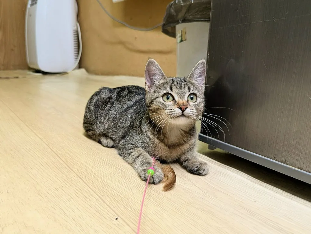 Котенок Липа, кошка, Приют «Искра», Москва. Фото 8 из 10.