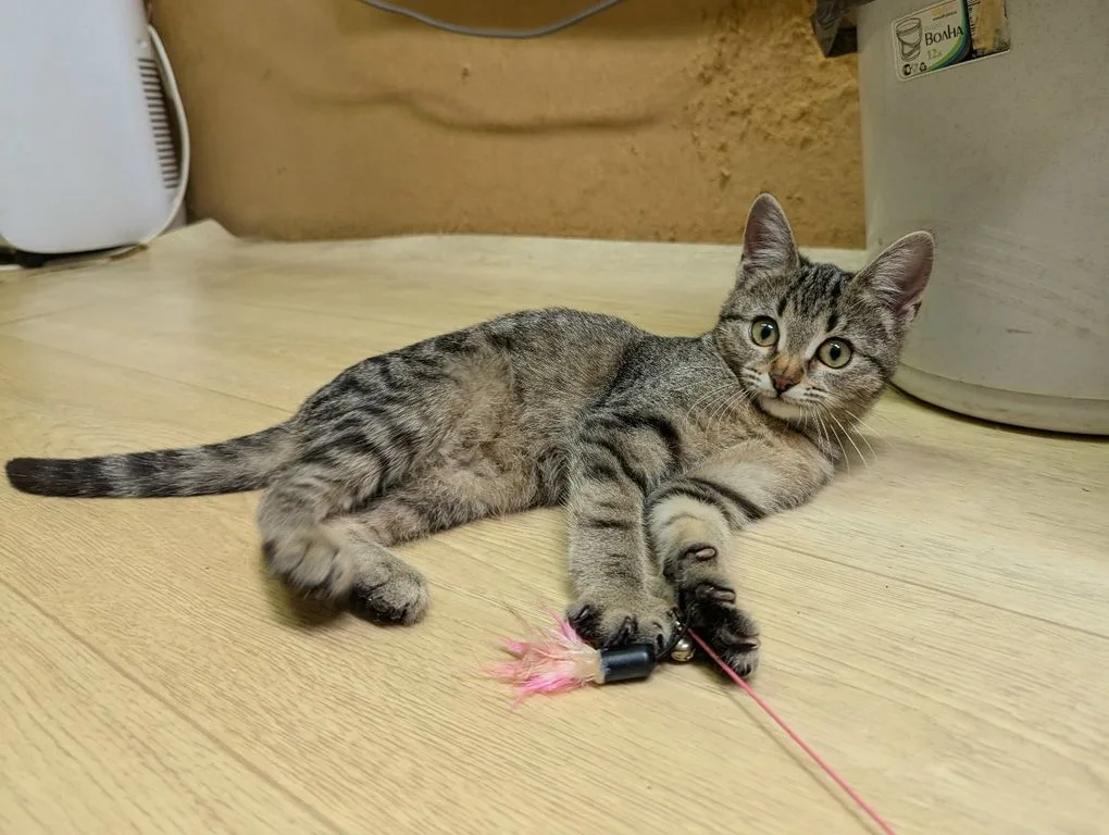 Котенок Липа, кошка, Приют «Искра», Москва. Фото 9 из 10.