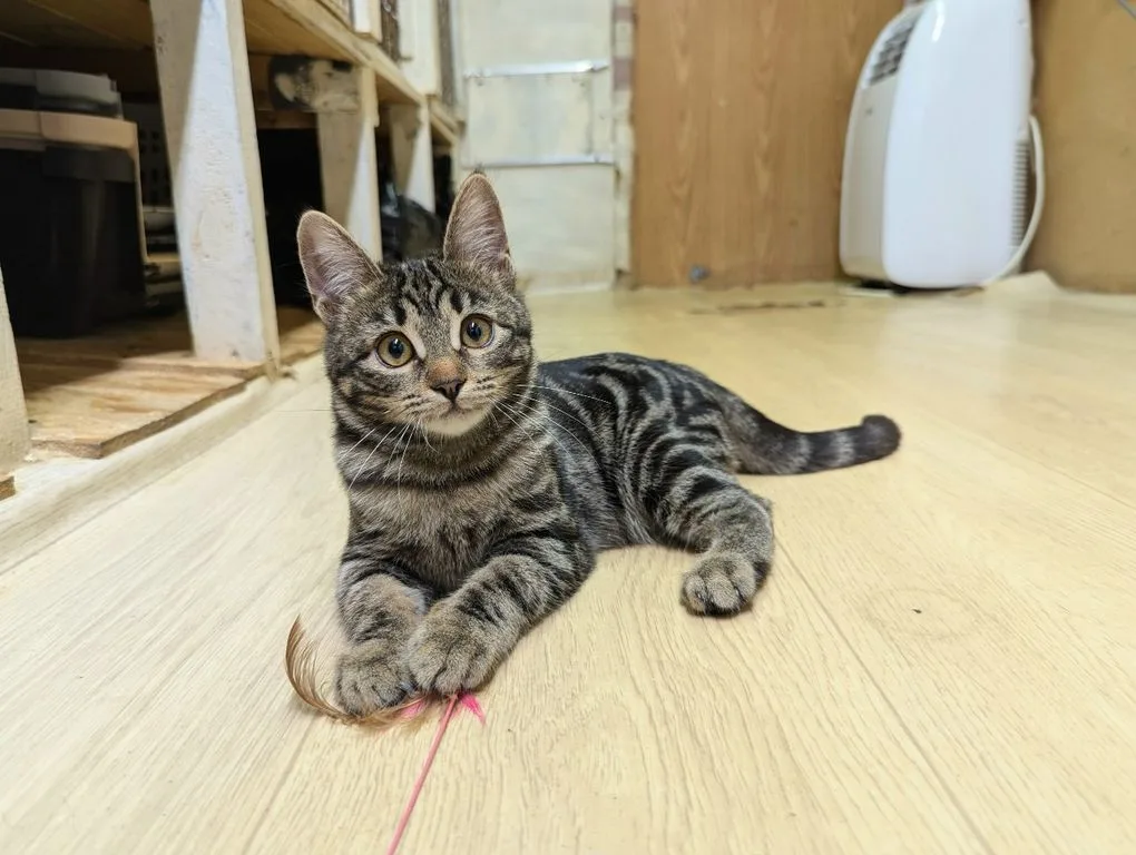 Котенок Марбл, кошка, Приют «Искра», Москва. Фото 2 из 9.