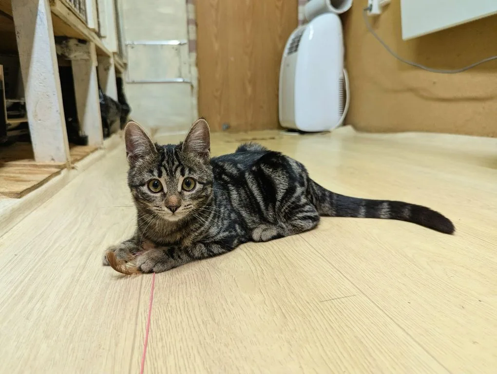 Котенок Марбл, кошка, Приют «Искра», Москва. Фото 4 из 9.