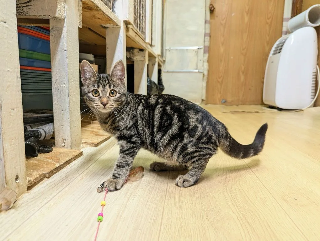 Котенок Марбл, кошка, Приют «Искра», Москва. Фото 5 из 9.
