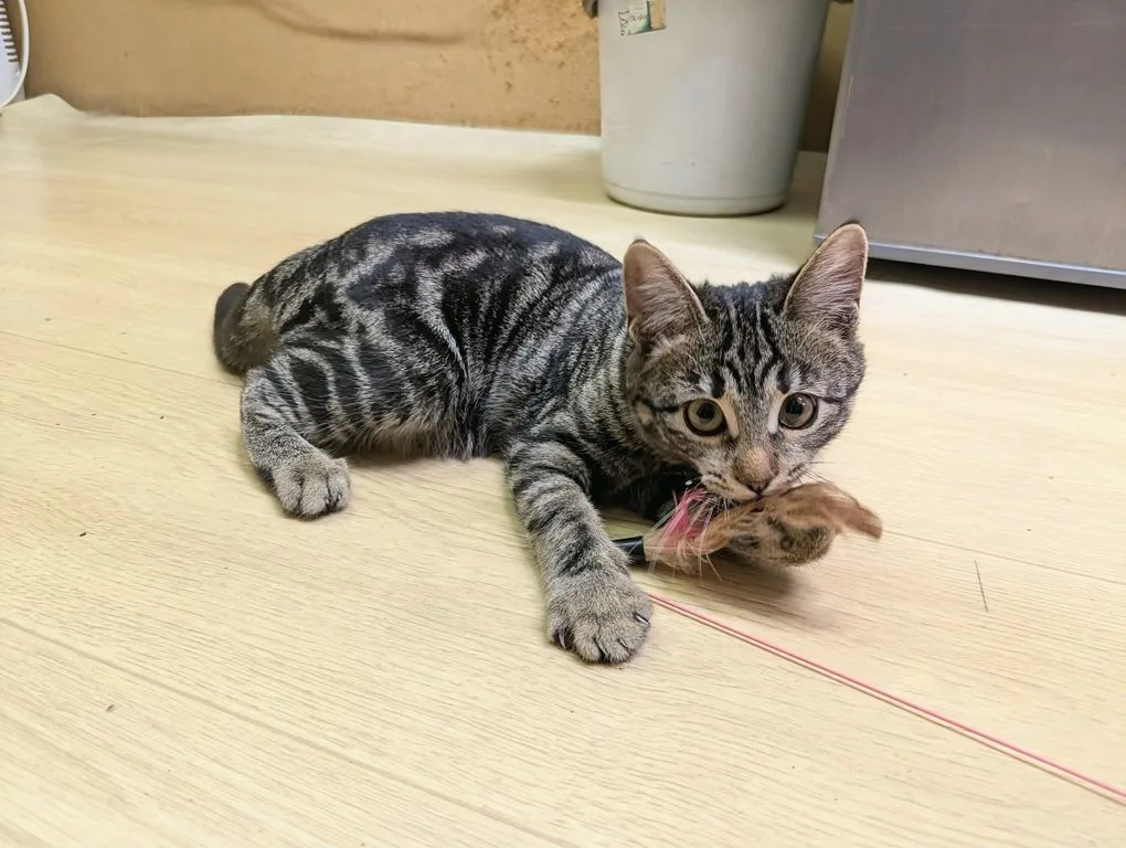 Котенок Марбл, кошка, Приют «Искра», Москва. Фото 6 из 9.