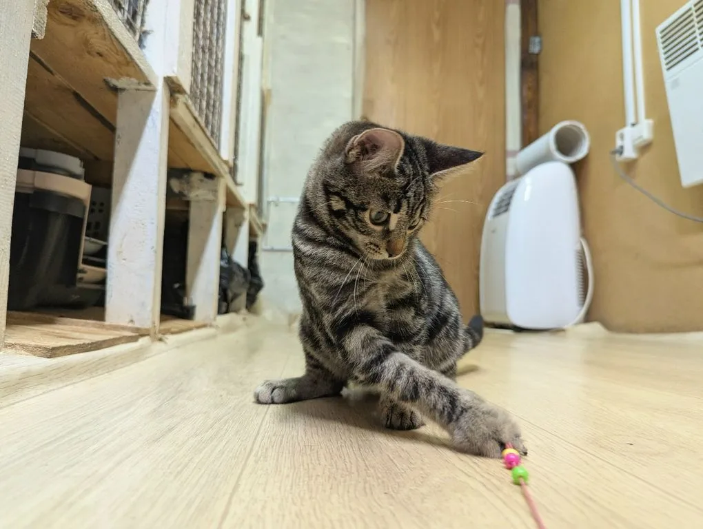 Котенок Марбл, кошка, Приют «Искра», Москва. Фото 7 из 9.