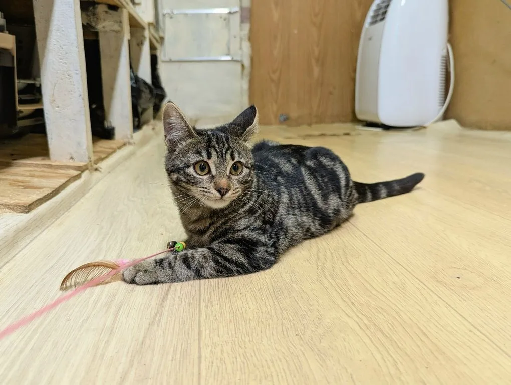 Котенок Марбл, кошка, Приют «Искра», Москва. Фото 8 из 9.
