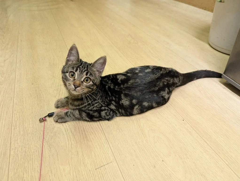 Котенок Марбл, кошка, Приют «Искра», Москва. Фото 1 из 9.