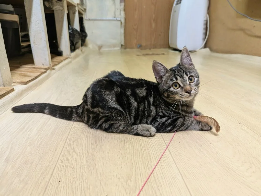 Котенок Марбл, кошка, Приют «Искра», Москва. Фото 9 из 9.