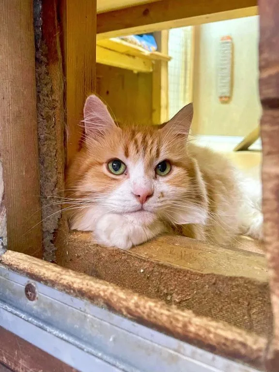 Кошка Каспер, кот, Приют «Искра», Москва. Фото 2 из 9.