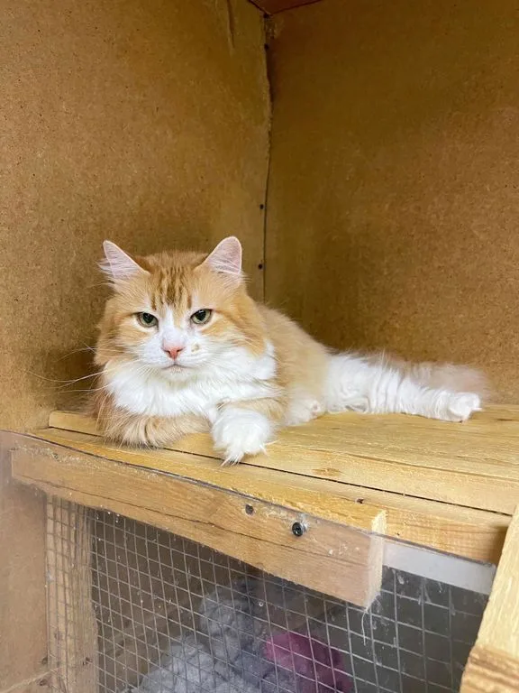 Кошка Каспер, кот, Приют «Искра», Москва. Фото 4 из 9.