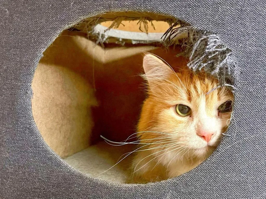 Кошка Каспер, кот, Приют «Искра», Москва. Фото 1 из 9.