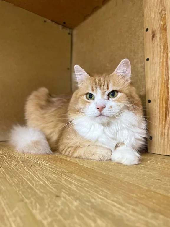 Кошка Каспер, кот, Приют «Искра», Москва. Фото 9 из 9.