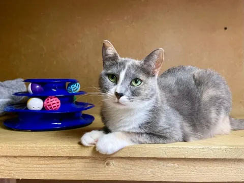 Алиса — кошка Около 9 лет, Москва