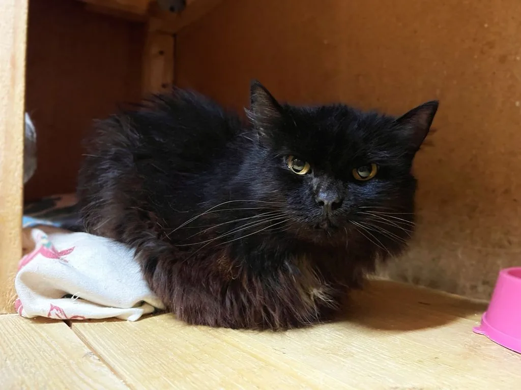 Кошка Ядвига, кошка, Приют «Искра», Москва. Фото 2 из 6.