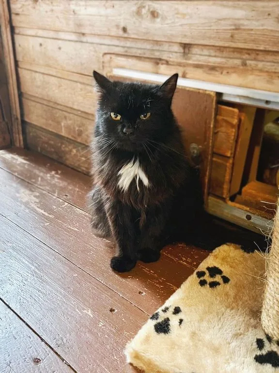 Кошка Ядвига, кошка, Приют «Искра», Москва. Фото 3 из 6.