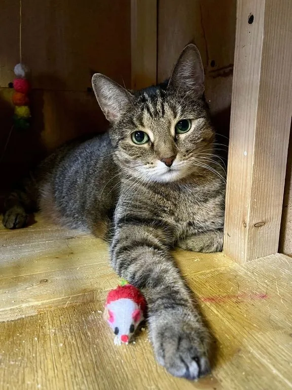 Кошка Стеша, кошка, Приют «Искра», Москва. Фото 6 из 9.