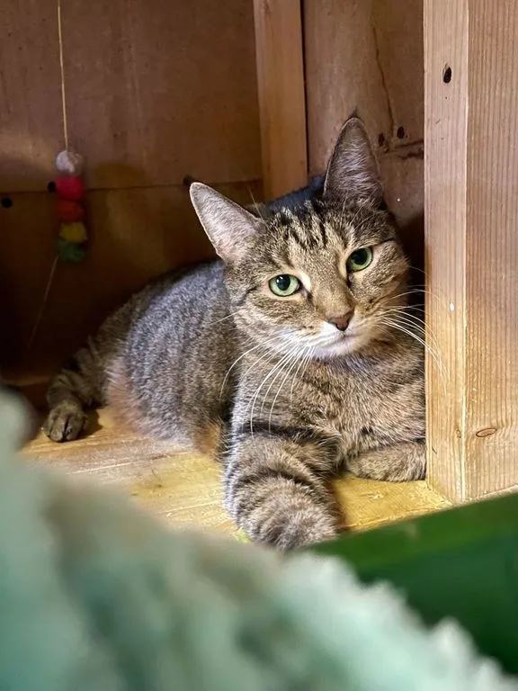 Кошка Стеша, кошка, Приют «Искра», Москва. Фото 9 из 9.
