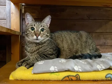 Вилли — кошка Около 10 лет, Москва