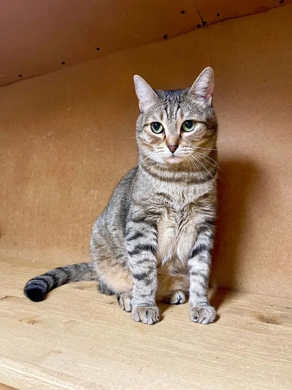 Кошка Сеня, кот, Приют «Искра», Москва. Фото 5 из 9.